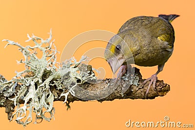 One male Greenfinch bird perched on branch with lichen Stock Photo