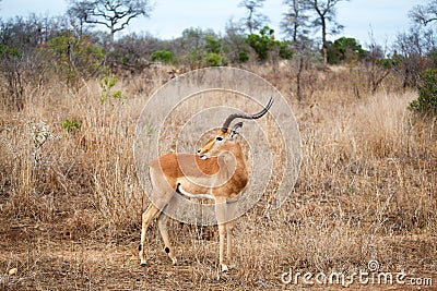 One male impala antelope on yellow grass, green trees and blue sky background close up in Kruger National Park, South Africa Stock Photo