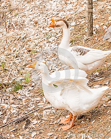 One male and one female goose Stock Photo