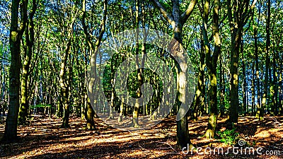 Beautiful forests of the Veluwe region in the Netherlands Stock Photo