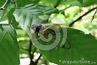 Brood X Periodical Cicada Stock Photo