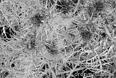 One of the many wild thistles with pronounced thorns Stock Photo