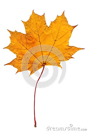 One maple leaf on a white isolated background. Close-up of a leaf of a tree, autumn object Stock Photo