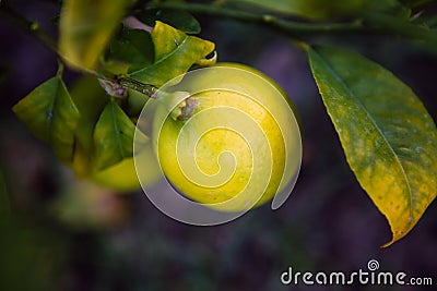 One Meyer lemon with leaves on a tree Stock Photo