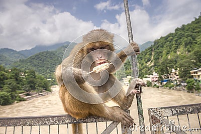 One monkey sits on the bridge and eats ice-cream Stock Photo
