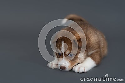 One month old brown husky puppy with multi-colored blue eyes lies on gray background Stock Photo