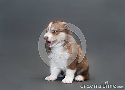 One month old brown husky puppy with multi-colored blue eyes sits on gray background Stock Photo