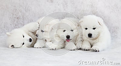 One month old Samoyed puppies Stock Photo