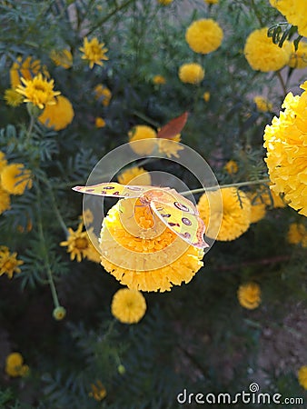 One of the most beautiful type of butterflie on the flowers looking gorgeous . Stock Photo