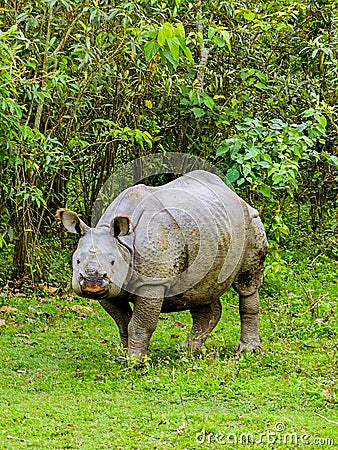 Indian one-horned reros in Kaziranga National park, Assam, India. Stock Photo