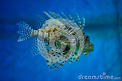 One of the most venomous inhabitants of marine coral reef Lionfish-zebra. Stock Photo