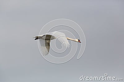 One mute swan bird cygnus olor in flight with spread Stock Photo