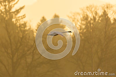 One mute swan cygnus olor in flight, forest, morning light Stock Photo