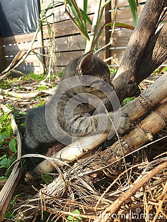 One of my cat discovered outside Stock Photo