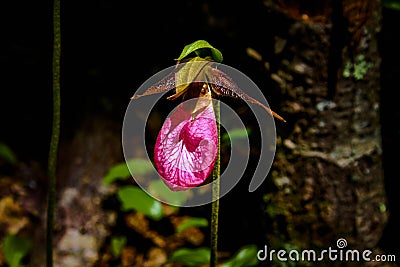 A Jack-in the Pulput in the Forest. Stock Photo