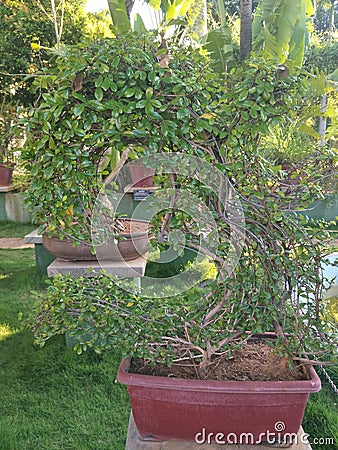 Wondeful Bonsai Tree structure from Sukh Vana Ashram Mysuru, India Stock Photo