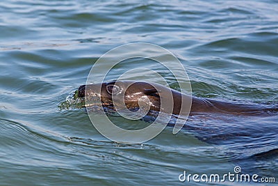 One eared seal otariidae swimming in blue water Stock Photo