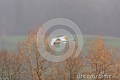 One mute swan cygnus olor in flight, leafless trees Stock Photo