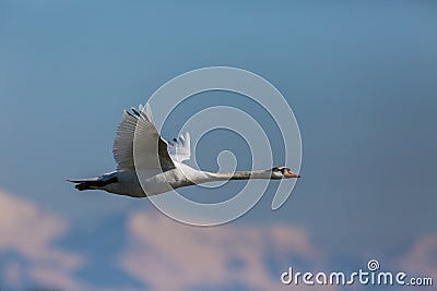 One mute swans cygnus olor in flight, snowy mountains, blue sk Stock Photo