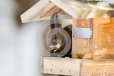 One natural squirrel burglarizing the bird house Stock Photo