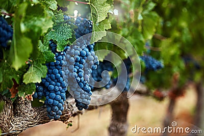 One of natures delicious gifts. Still life shot of a bunch of grapes growing on a vineyard. Stock Photo