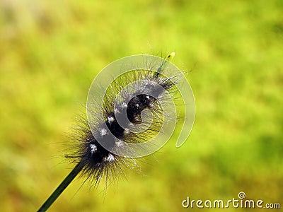 Beautiful black hairy worm on grass , Lithuania Stock Photo