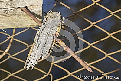 one old long rusty iron nail Stock Photo