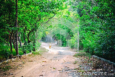 One old monk walks in the forest Stock Photo