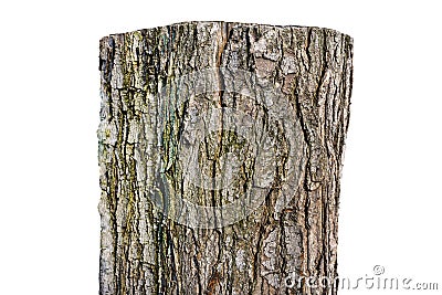 One old tree trunks standing in a row, isolated on white background with clipping path. Stock Photo