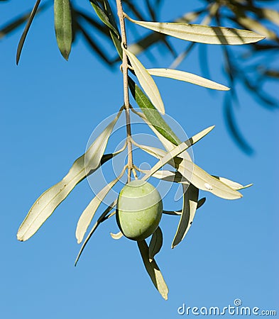 One olive fruit Stock Photo