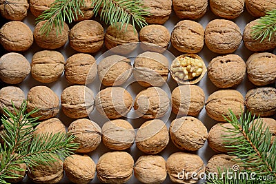 One opened walnut among rows walnuts Stock Photo