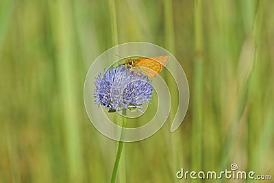One orange little butterfly sits on a blue wild flower Stock Photo
