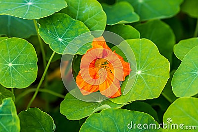Orange nasturtium blossom among the leaves Stock Photo