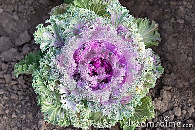 One ornamental cabbage growing in the ground top view Stock Photo