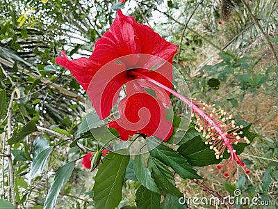 One of the ornamental plants called Bunga Raya which grows wild in the bushes Stock Photo