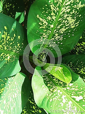 An ornamental plant with the Latin name Dieffenbachia or in Indonesian Sri Rejeki Stock Photo