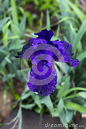 One outdoor purple flower with water droplets surrounded by green grass Stock Photo