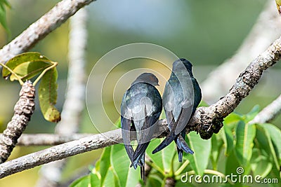 1 pair female and male Gray-rumped Treeswift perching and resting Stock Photo