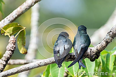 One pair female and male Gray-rumped Treeswift perching and resting Stock Photo