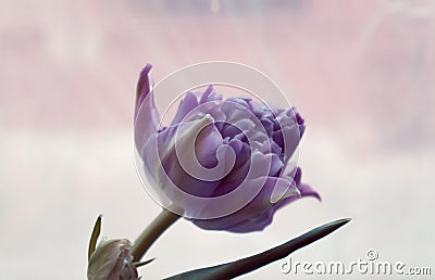 One peony-shaped purple tulip on a light background. Stock Photo