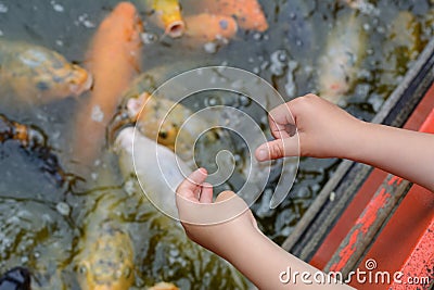 One person is feeding fish in the river. Childish hands near the water with many fish Stock Photo