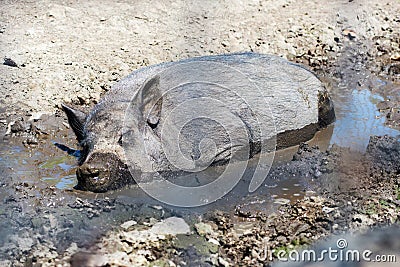 One pig is lying side by side on the ground comfortably among the mud. Black pig is resting in the mud Stock Photo