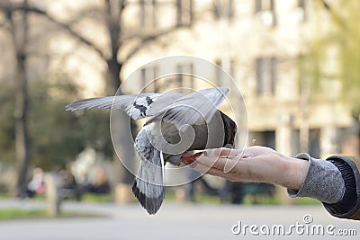 One pigeon feeding and balancing on man's hand Stock Photo