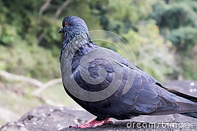 One Pigeon in the rocks of unakoti, tripura Stock Photo