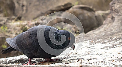 One Pigeon in the rocks of unakoti, tripura Stock Photo