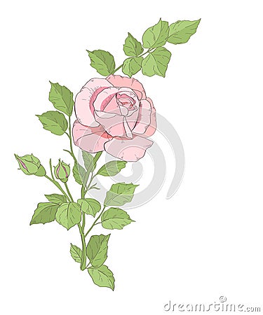 One pinck rose. Vector Illustration