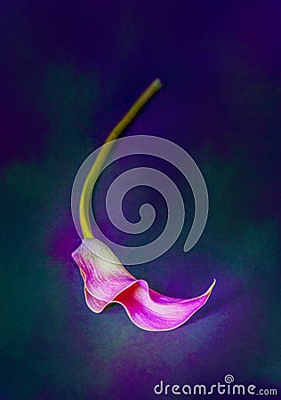 One pink Calla Lily on green and blue background with texture Stock Photo