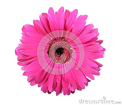 One pink flower isolated on white background Stock Photo