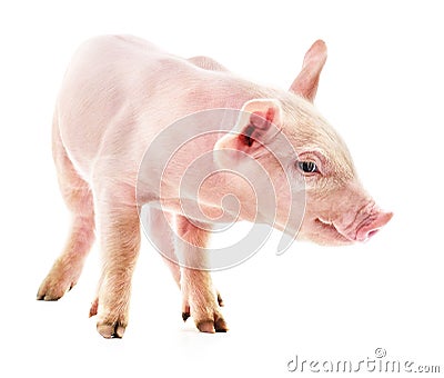 One pink little pig Stock Photo