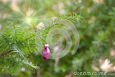 One pink ornament on a green tree Stock Photo